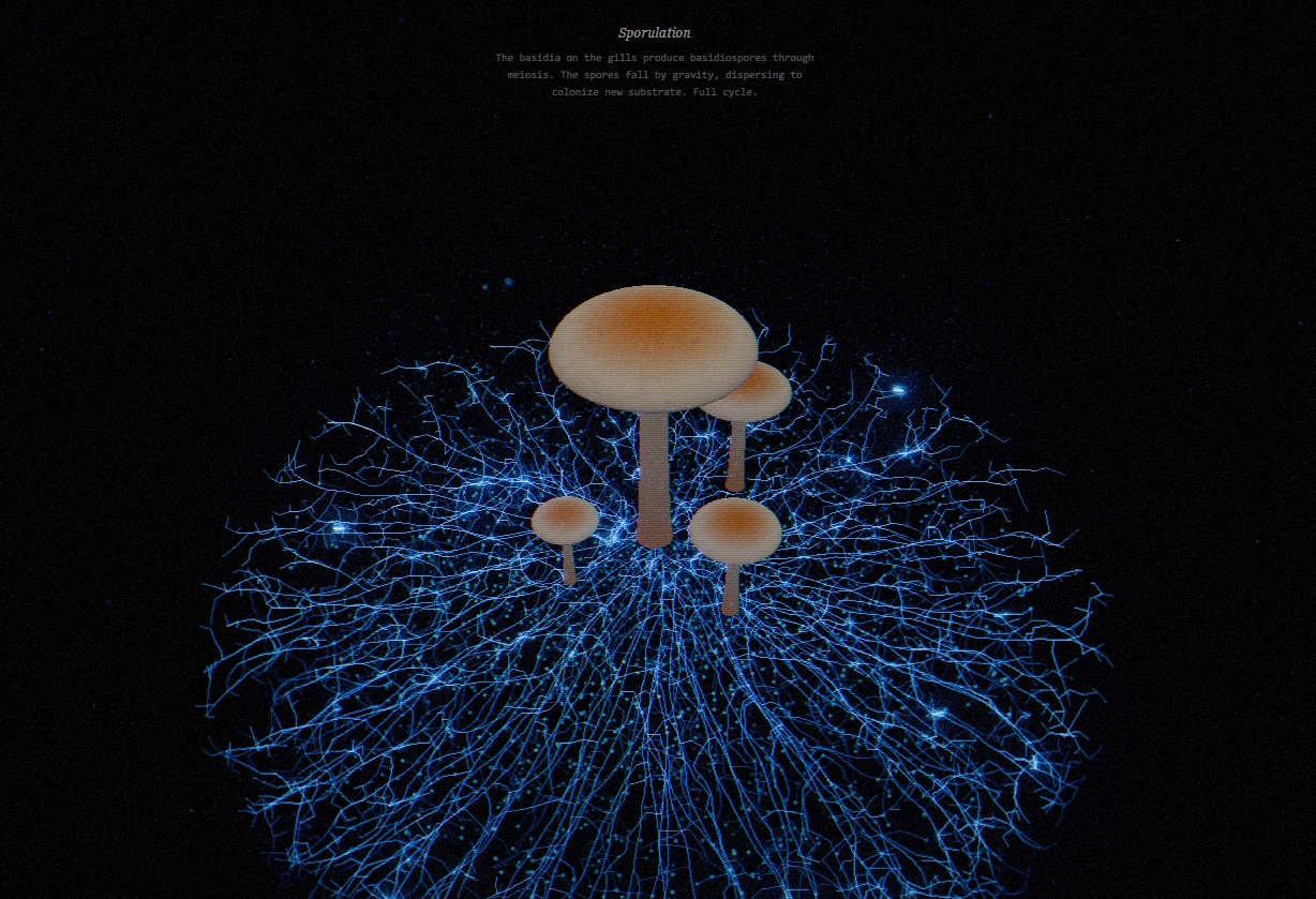 Psilocybe Cubensis